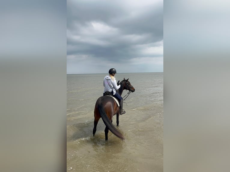 Hanoverian Gelding 16 years 16 hh Smoky-Black in Wangerooge