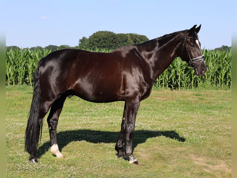 Hanoverian Gelding 16 years 16,1 hh Black in Haftenkamp