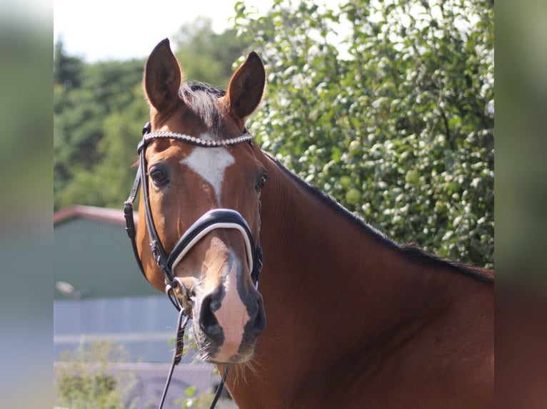 Hanoverian Gelding 16 years 16,1 hh Brown in Deinstedt