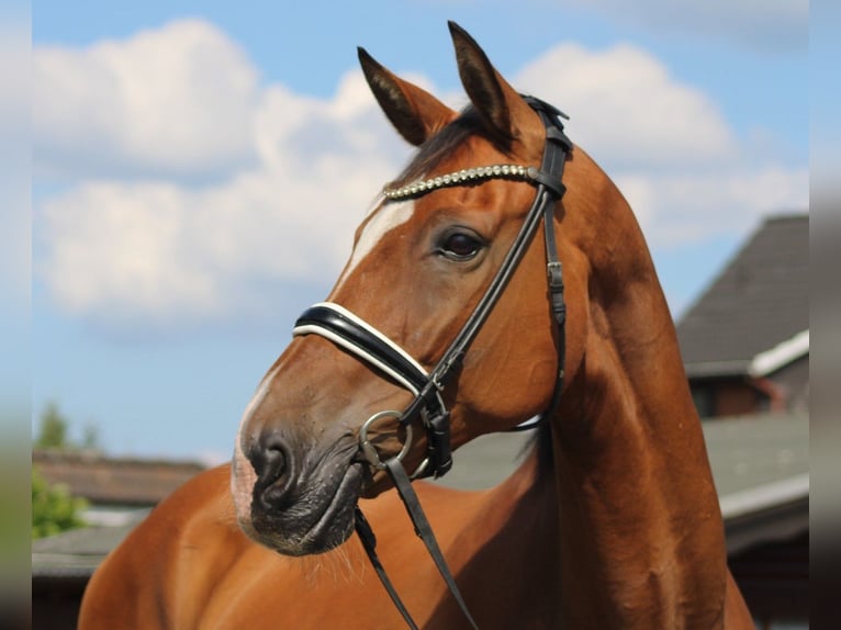 Hanoverian Gelding 16 years 16,1 hh Brown in Deinstedt