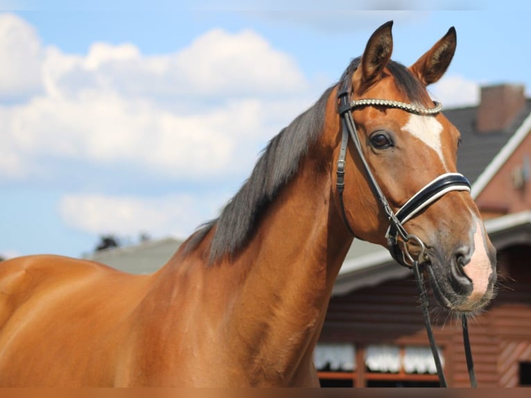 Hanoverian Gelding 16 years 16,1 hh Brown in Deinstedt