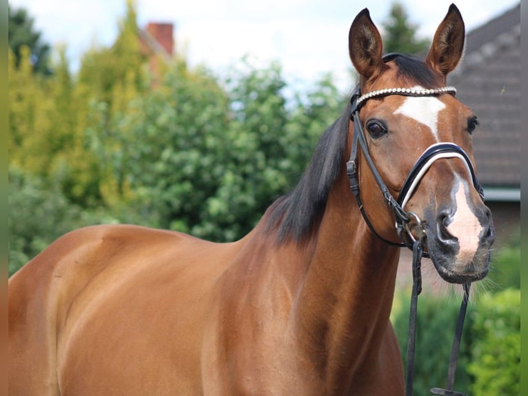 Hanoverian Gelding 16 years 16,1 hh Brown in Deinstedt