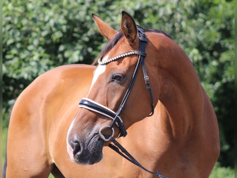 Hanoverian Gelding 16 years 16,1 hh Brown in Deinstedt