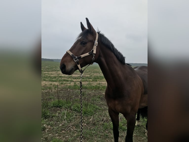Hanoverian Gelding 16 years 16,1 hh Brown in Toppenstedt