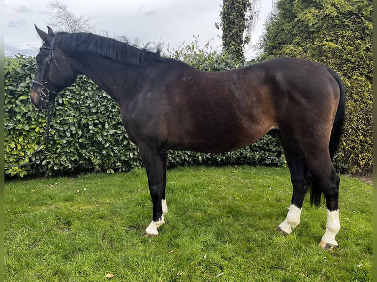 Hanoverian Gelding 16 years 16,1 hh Smoky-Black in Georgsmarienhütte