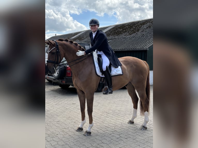 Hanoverian Gelding 16 years 16,2 hh Chestnut in Mohrkirch