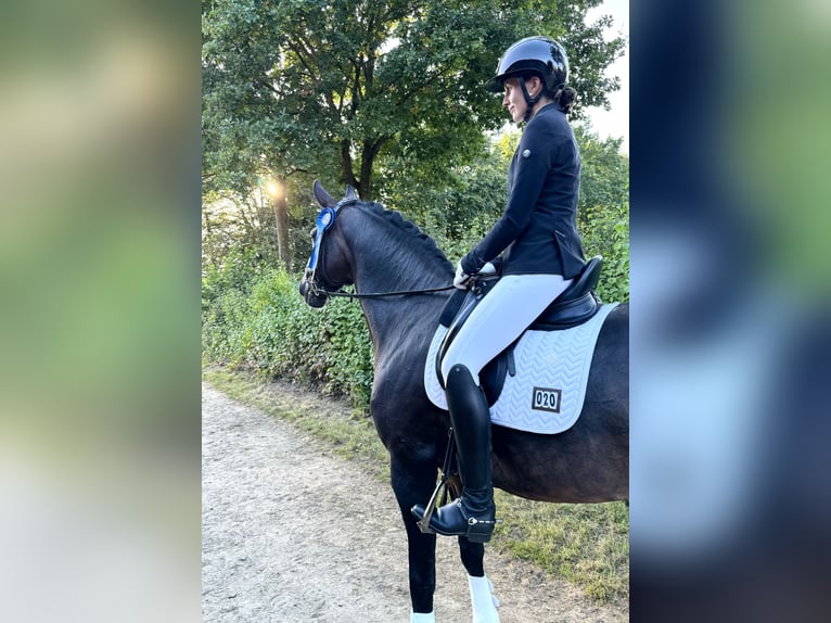 Hanoverian Gelding 16 years 16,2 hh in Bramsche