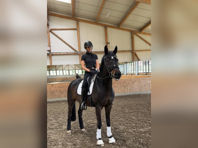 Hanoverian Gelding 16 years 16,2 hh in Bramsche