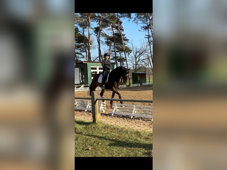 Hanoverian Gelding 16 years 16,2 hh in Bramsche