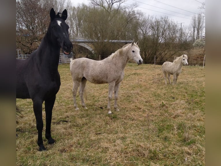 Hanoverian Gelding 16 years 16,3 hh Black in Warnstedt