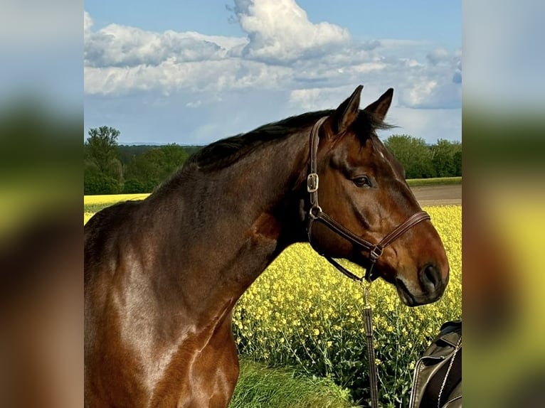 Hanoverian Gelding 16 years 17,1 hh Brown in Rommerskirchen