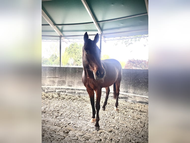 Hanoverian Gelding 16 years 17,1 hh Brown in Rommerskirchen