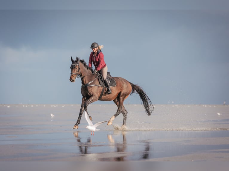 Hanoverian Gelding 16 years 17.1 hh Brown in Ostercappeln