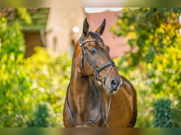 Hanoverian Gelding 16 years 17.1 hh Brown in Ostercappeln