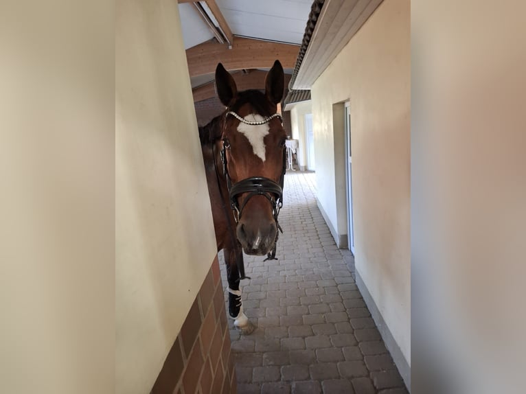 Hanoverian Gelding 16 years 17.2 hh Brown in Rosengarten