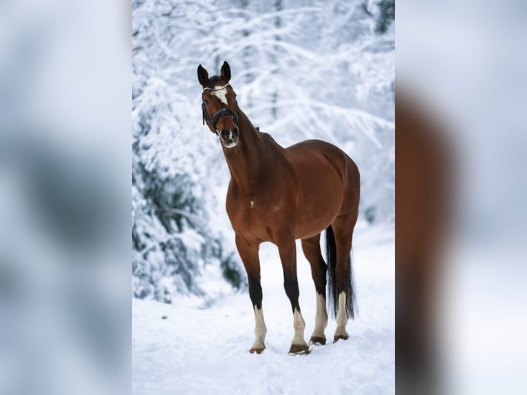 Hanoverian Gelding 16 years 17.2 hh Brown in Rosengarten