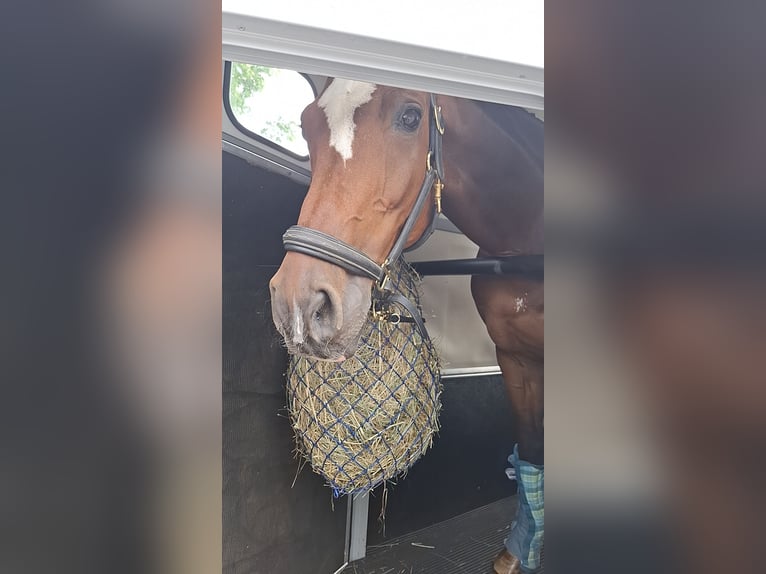 Hanoverian Gelding 16 years 17.2 hh Brown in Rosengarten