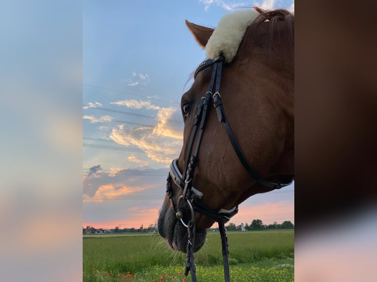 Hanoverian Gelding 16 years 17.2 hh Chestnut-Red in Wedel