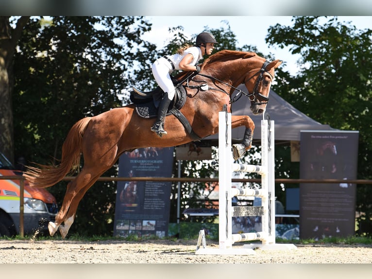 Hanoverian Gelding 16 years 17,2 hh Chestnut-Red in Gorxheimertal