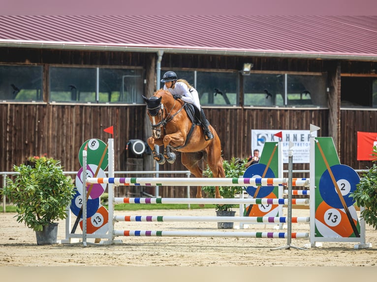 Hanoverian Gelding 16 years 17,2 hh Chestnut-Red in Gorxheimertal