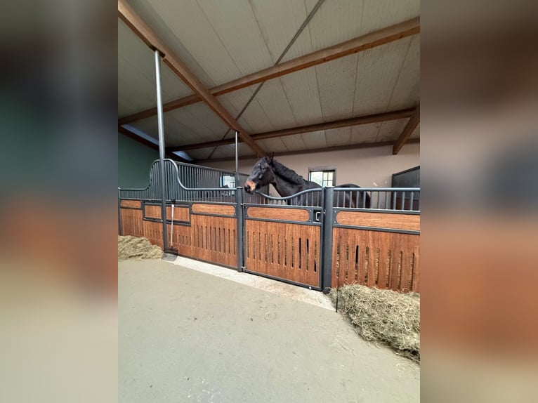 Hanoverian Gelding 16 years 17,2 hh Smoky-Black in Großensee