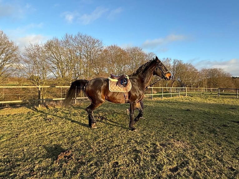 Hanoverian Gelding 16 years 17,2 hh Smoky-Black in Großensee