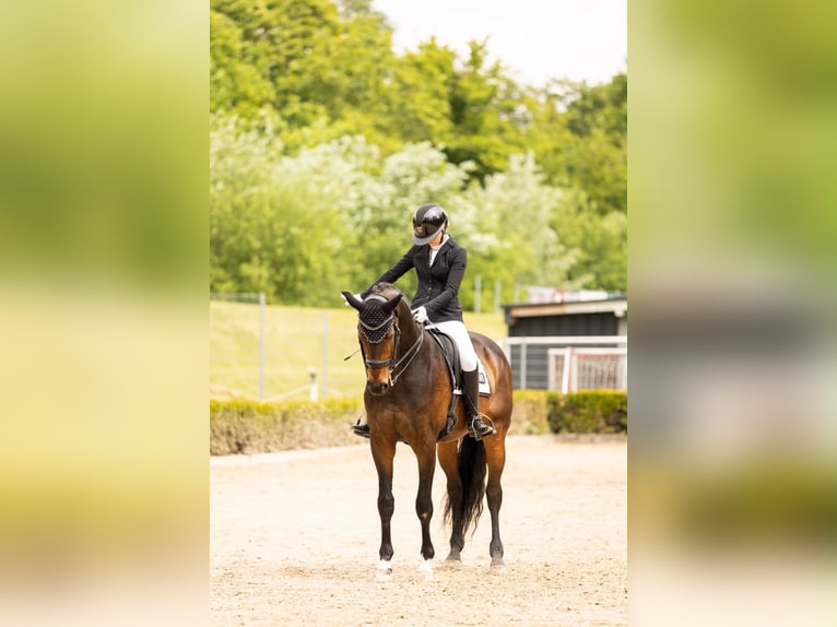 Hanoverian Gelding 16 years 17 hh Bay-Dark in Grevenbroich