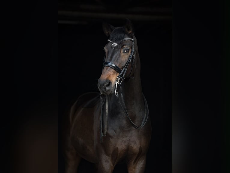 Hanoverian Gelding 16 years 17 hh Bay-Dark in Grevenbroich