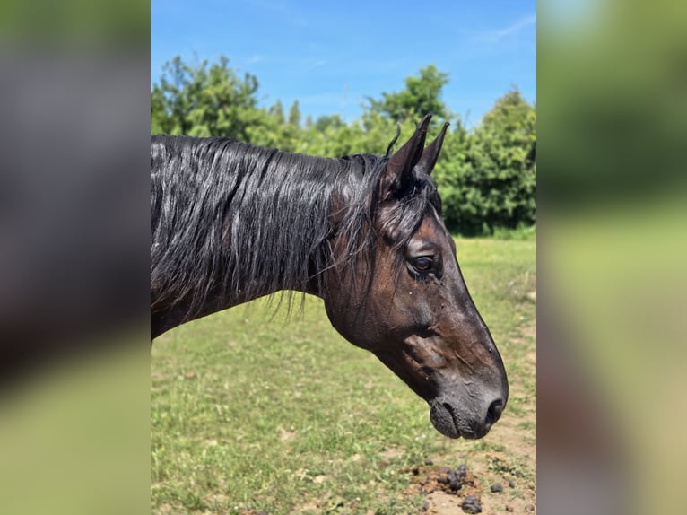 Hanoverian Gelding 16 years 17 hh Black in M&#xFC;nchen