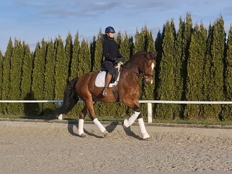 Hanoverian Gelding 16 years 17 hh Brown in Renningen
