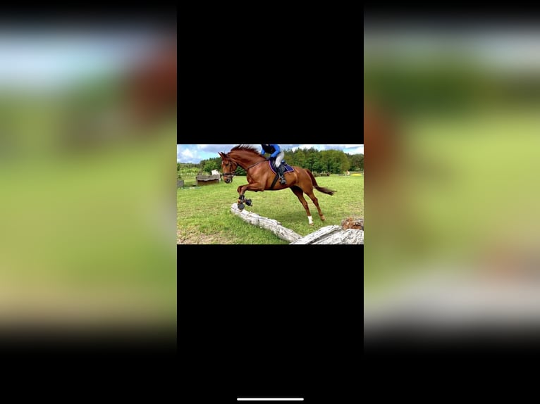 Hanoverian Gelding 16 years 17 hh Chestnut in Wahlitz