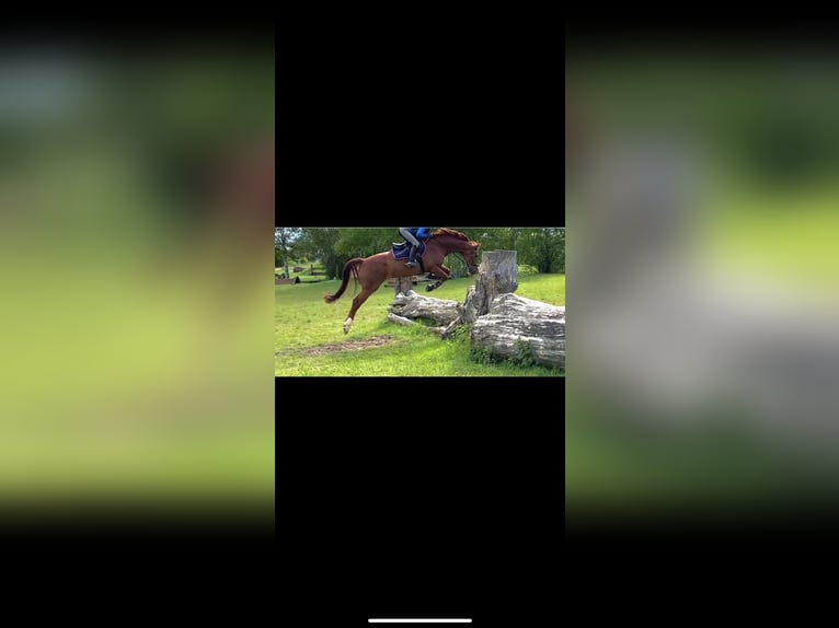Hanoverian Gelding 16 years 17 hh Chestnut in Wahlitz