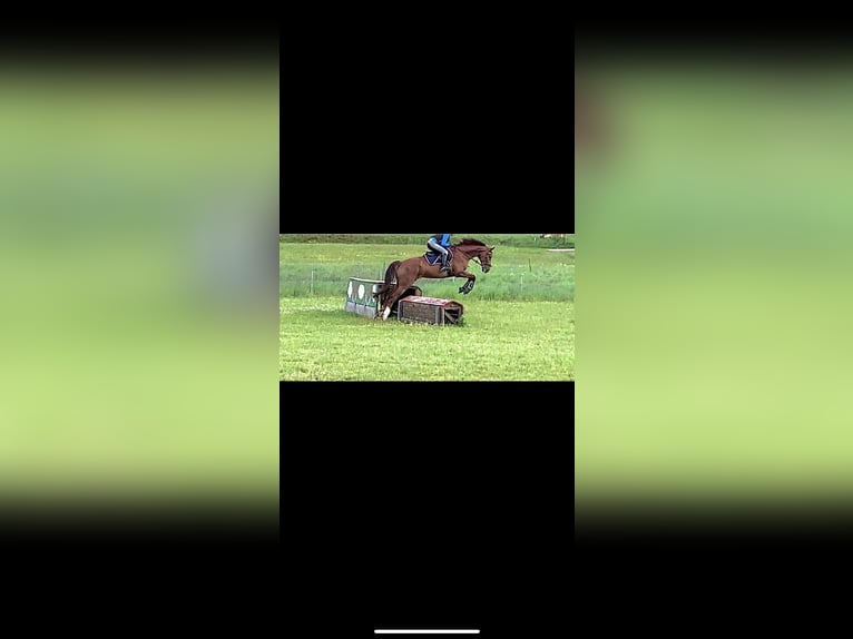 Hanoverian Gelding 16 years 17 hh Chestnut in Wahlitz