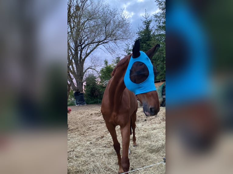 Hanoverian Gelding 16 years 17 hh Chestnut in Wahlitz