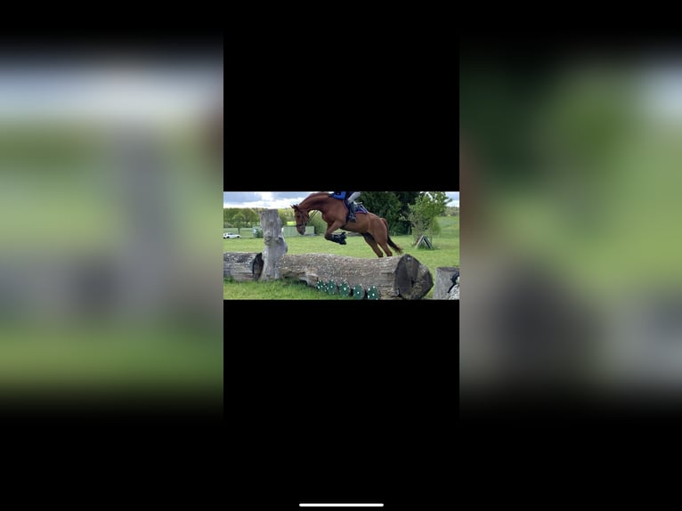 Hanoverian Gelding 16 years 17 hh Chestnut in Wahlitz