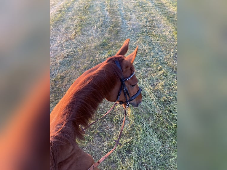 Hanoverian Gelding 16 years 17 hh Chestnut in Wahlitz