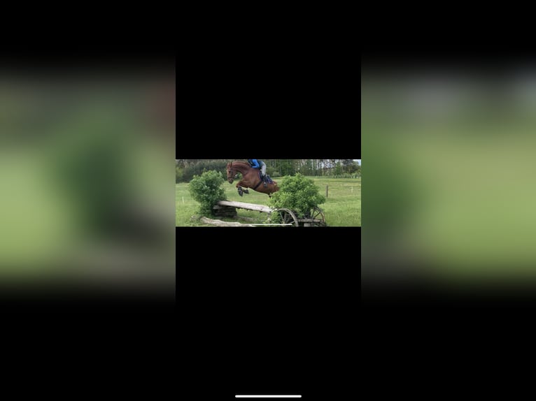 Hanoverian Gelding 16 years 17 hh Chestnut in Wahlitz