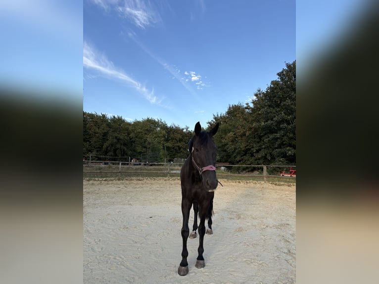Hanoverian Gelding 16 years 17 hh Smoky-Black in Velbert