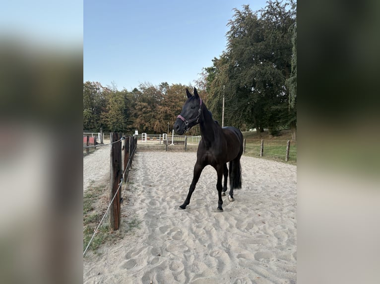 Hanoverian Gelding 16 years 17 hh Smoky-Black in Velbert