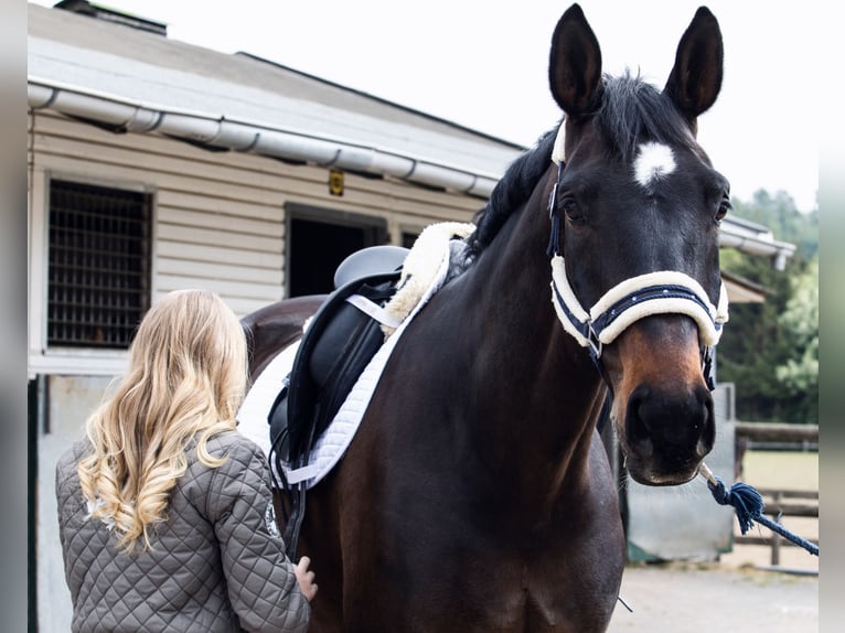 Hanoverian Gelding 16 years 17,1 hh Bay-Dark in Pulheim