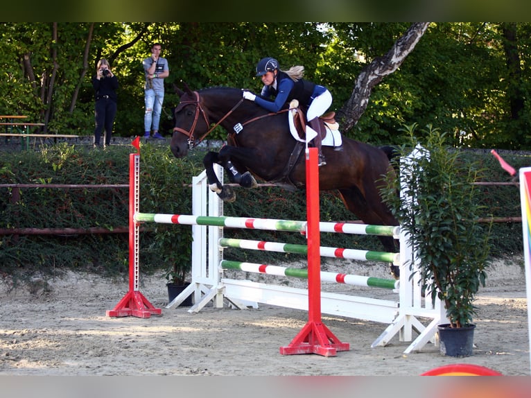 Hanoverian Gelding 16 years 17,1 hh Bay-Dark in Pulheim