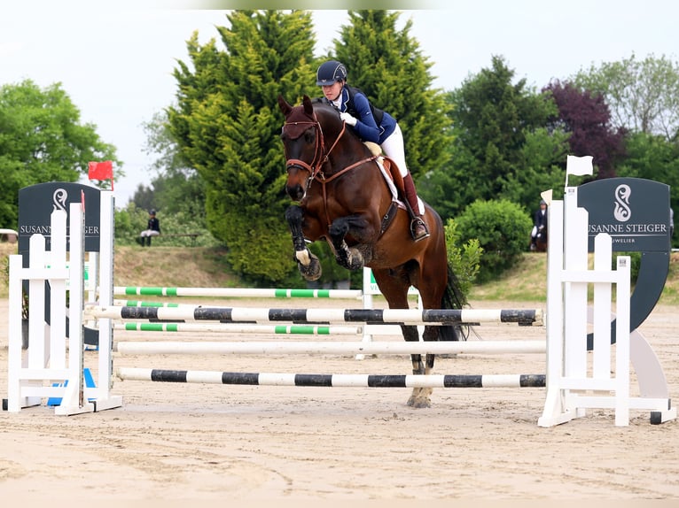 Hanoverian Gelding 16 years 17,1 hh Bay-Dark in Pulheim