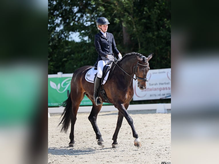 Hanoverian Gelding 16 years 17,2 hh Bay-Dark in Gödenstorf