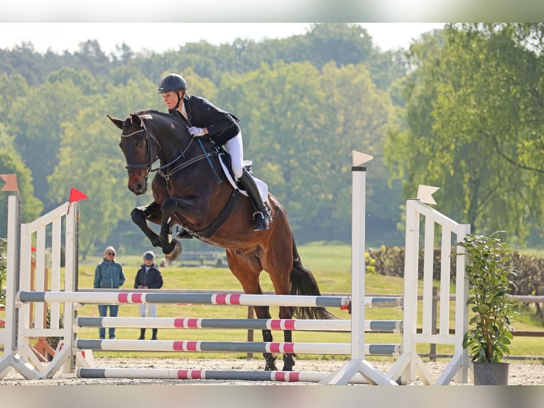 Hanoverian Gelding 16 years 17,2 hh Bay-Dark in Gödenstorf