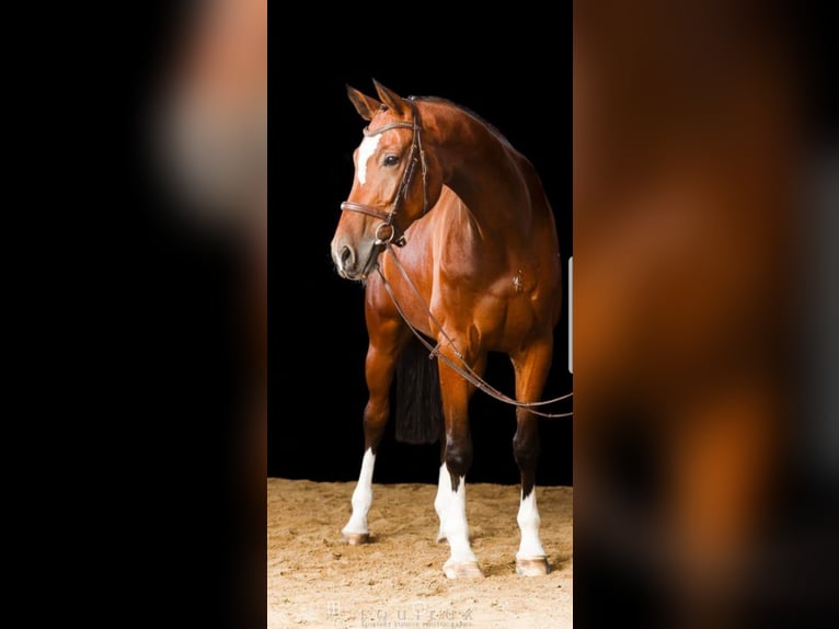 Hanoverian Gelding 16 years 17,2 hh Brown in Rosengarten