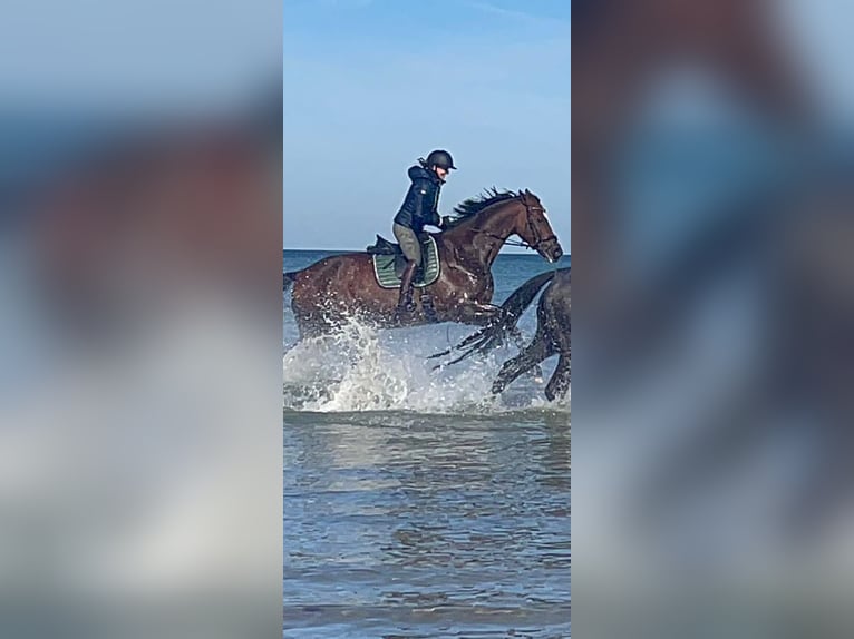 Hanoverian Gelding 16 years 17,2 hh Brown in Rosengarten