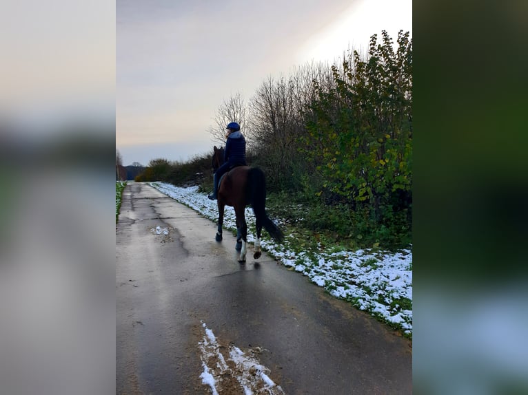 Hanoverian Gelding 16 years 17,2 hh Brown in Rosengarten