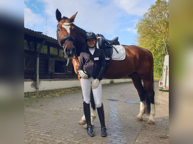 Hanoverian Gelding 16 years 17,2 hh Brown in Rosengarten