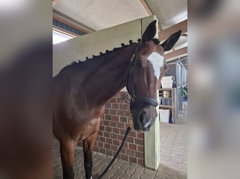 Hanoverian Gelding 16 years 17,2 hh Brown in Rosengarten