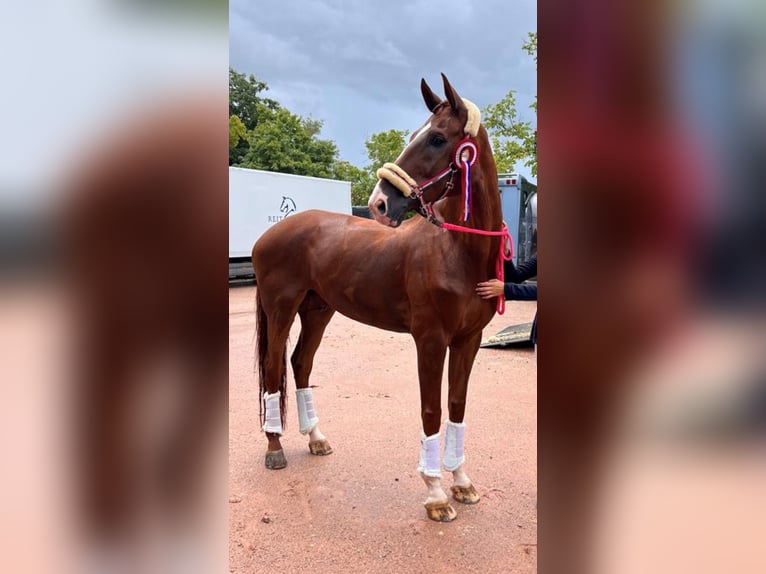 Hanoverian Gelding 16 years 17,2 hh Chestnut-Red in Wedel